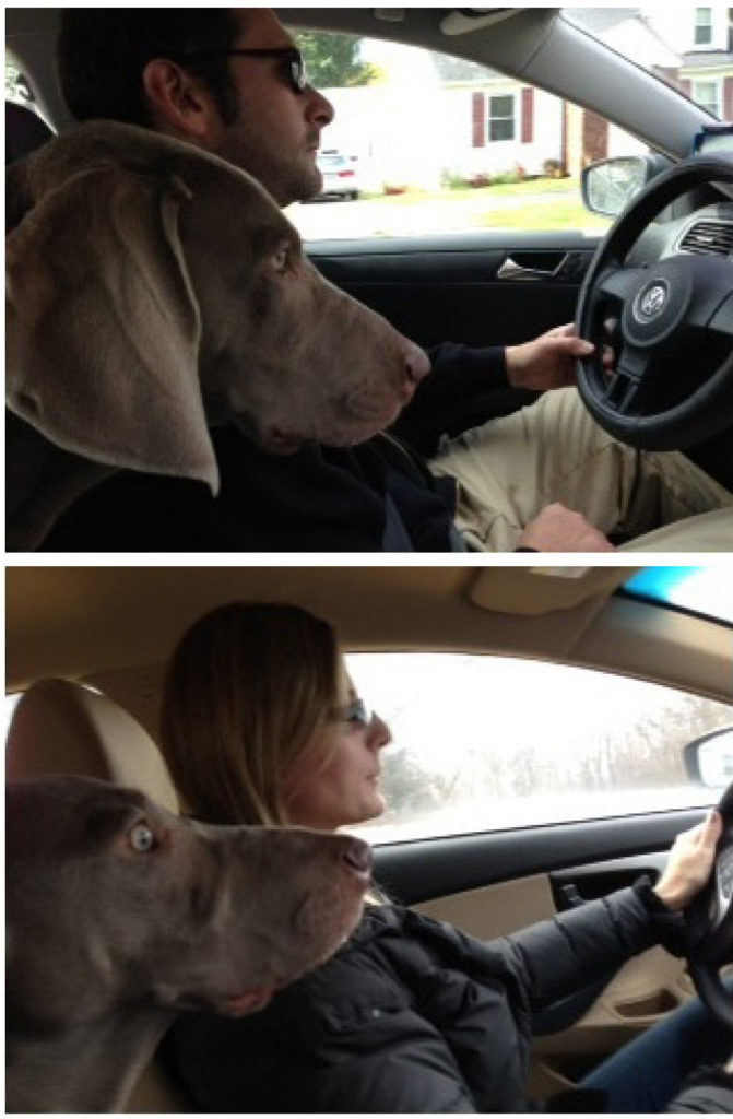 DOG-DRIVER
